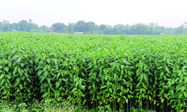 bangla-1