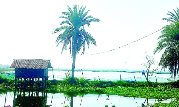 বোরো মৌসুমে আবার অনিশ্চিত ধান চাষ, লোকসানে মাছচাষিরা