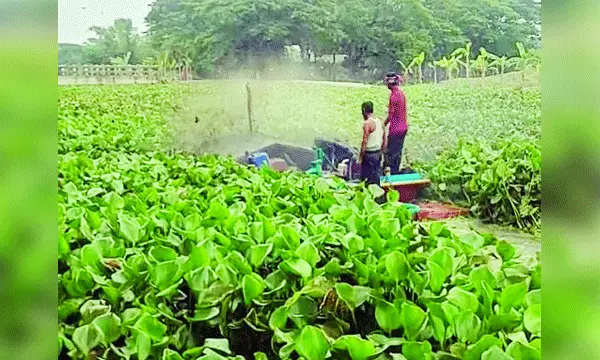 আমতলীতে কচুরিপানা অপসারণে ২ কোটি টাকার কাজে অনিয়ম