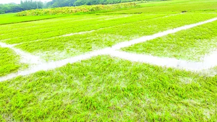 হাতিয়ায় ভারী বর্ষণে ২৫ হাজার হেক্টর ফসলি জমি তলিয়ে গেছে, ২০ কোটি টাকার ক্ষতির আশঙ্কা