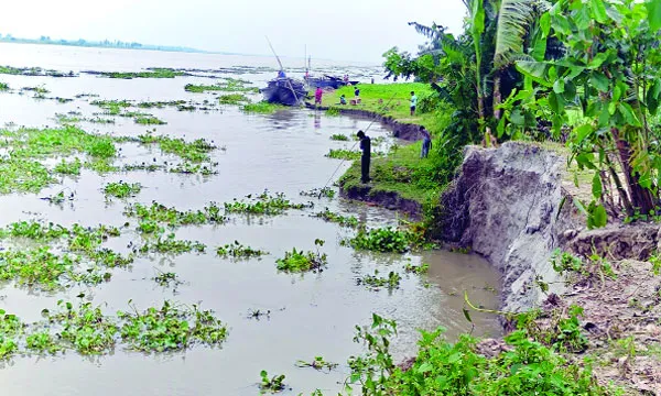 গাইবান্ধায় তীব্র নদীভাঙন, বিলীন হচ্ছে বসতভিটা ও ফসলি জমি