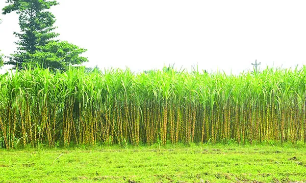 কেরুর লক্ষ্যমাত্রা অর্জন হয়নি  মিলে আখ সঙ্কটের শঙ্কা