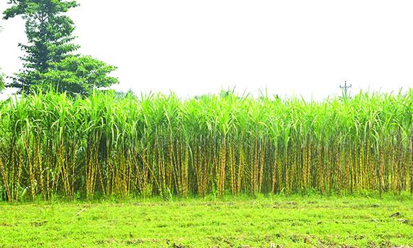 bangla-1