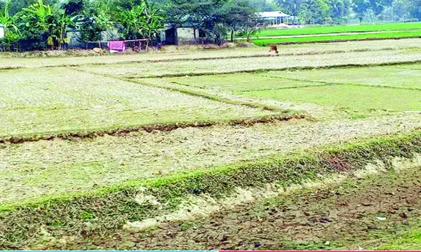 হালুয়াঘাটে সেচ সঙ্কটে বোরো চাষে বিপর্যয়