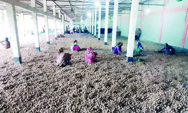 ফুলবাড়ীর হিমাগারে পড়ে আছে ১ লাখ ৪৩ হাজার বস্তা আলু