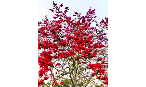 উজিরপুরে কমছে চিরচেনা শিমুল গাছ