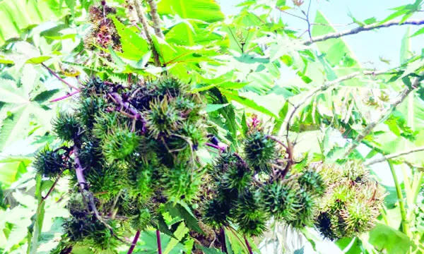 লালমোহনে বিলুপ্তির পথে উপকারী ভেন্না গাছ