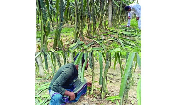 এক রাতেই তছনছ ড্রাগনচাষির স্বপ্ন কেটে ফেলা হলো ১৩০০ গাছ