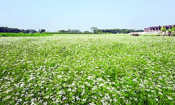 সম্ভাবনা উঁকি দিচ্ছে জাজিরার মসলা ফসল