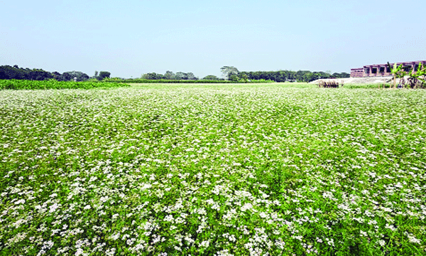 bangla-2