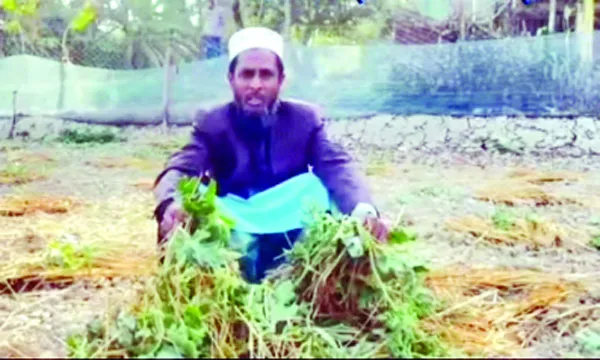 কৃষকের স্বপ্ন গুঁড়িয়ে দিলো দুর্বৃত্তরা সাতক্ষীরায় ২ বিঘা তরমুজক্ষেত লণ্ডভণ্ড