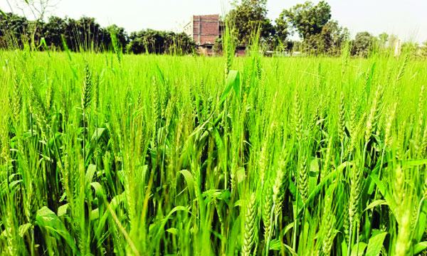 bangla-2