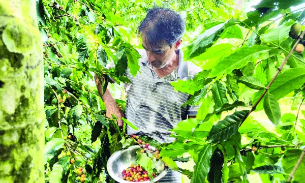 নালিতাবাড়ীর গারো পাহাড়ে কফি চাষে নতুন সম্ভাবনা
