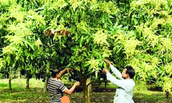দুর্গাপুরে পাতার ফাঁকে সোনালি মুকুল বসন্তের হাওয়ায় আমবাগানে ম ম ঘ্রাণ