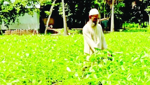 সালথায় দেশীয় পাটবীজ উৎপাদনে কৃষকের সফলতার হাতছানি