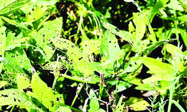 লক্ষ্মীপুরে সয়াবিন ক্ষেতে পোকার ভয়াবহ  আক্রমণ, দিশেহারা চরাঞ্চলের কৃষক