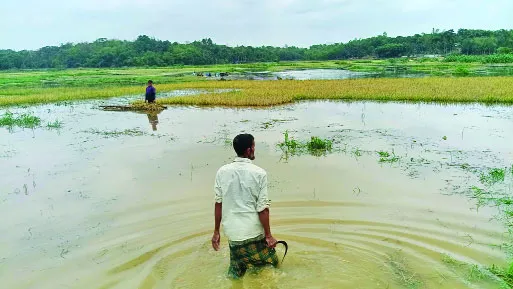 রোহিঙ্গা ক্যাম্পের বর্জ্যে প্লাবিত হাজার একর জমির ধান