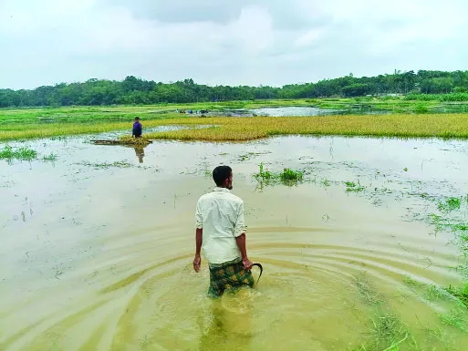 রোহিঙ্গা ক্যাম্পের বর্জ্যে প্লাবিত হাজার একর জমির ধান