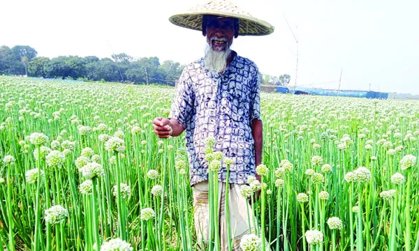 দুর্গাপুরে পেঁয়াজ বীজে নতুন  স্বপ্ন দেখছেন কৃষকরা