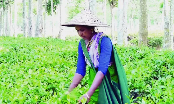 ‘দুই পাতা এক কুঁড়ি’র রানী জেসমিন ৩ বার দেশসেরা পাতা চয়নকারী