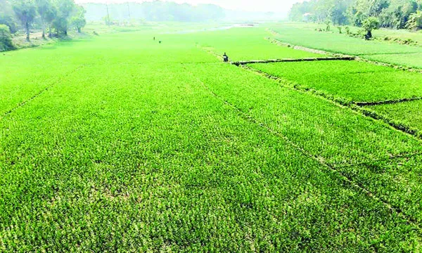 সালথায় নদজুড়ে ধান চাষ