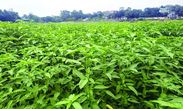 ন্যায্যমূল্য ও পানি সঙ্কটে দেবিদ্বারে কমছে পাট চাষ