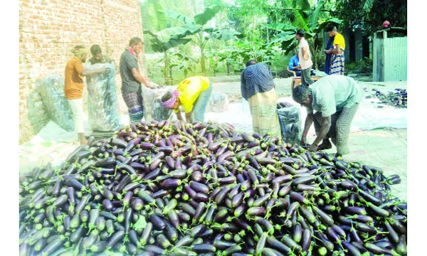 হাত বদলেই বেগুনের দাম দ্বিগুণ