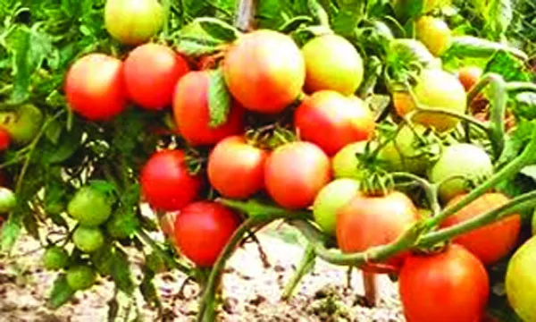 কাউখালীতে মাচানে টমেটো চাষ ৫০ হাজার খরচে লাখ টাকা লাভ