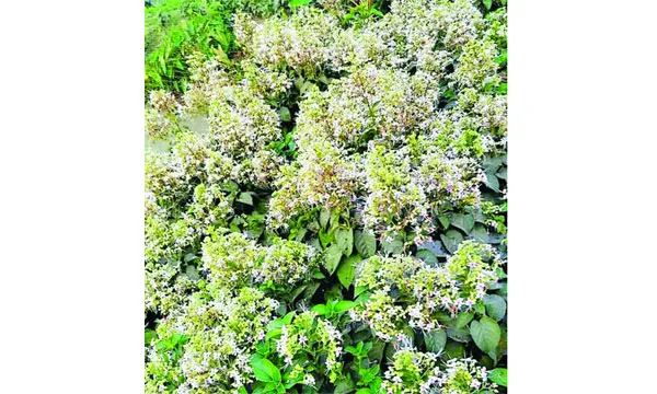 পথের ধারে বুনো ফুল