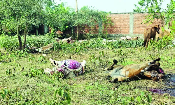 পূর্বাচলে ফের ১২ ঘোড়া জবাই জীবিত ২৫ ঘোড়া উদ্ধার