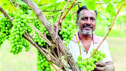 শালিখায় আঙুর চাষে নতুন দিগন্ত খুলেছেন কৃষক জামাল
