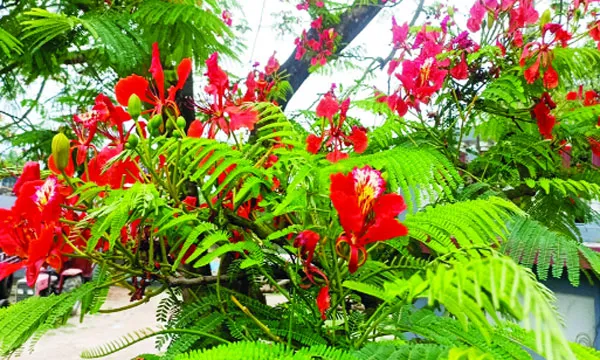 রাঙা কৃষ্ণচূড়ায় সেজেছে চিত্রা পাড়ের জেলা নড়াইল