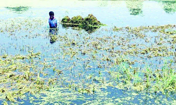 শ্রমিক ও কৃষিযন্ত্র সঙ্কটে গৌরীপুরে ধান নষ্ট, দিশেহারা কৃষক