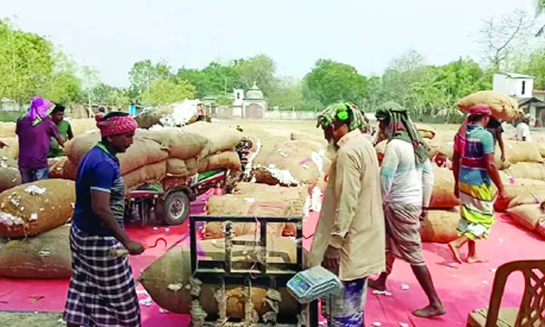 কুষ্টিয়ায় তুলাচাষে বাম্পার ফলন বাজারমূল্যে হতাশ চাষিরা