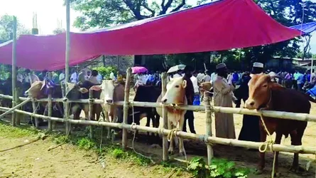 সীমান্তে ভারতীয় পশু প্রবেশের  আশঙ্কায় খামারিরা
