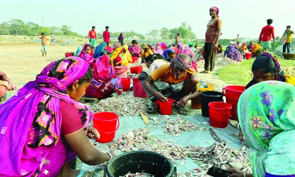 রাঙ্গাবালীর ‘টাইগার’ চিংড়িতে স্বাবলম্বী হচ্ছেন নারীরা