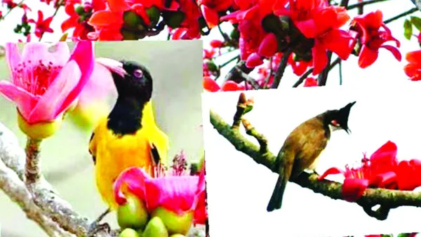 লালমোহনে বিলুপ্তির পথে  ফাল্গুনের নিদর্শন শিমুল গাছ