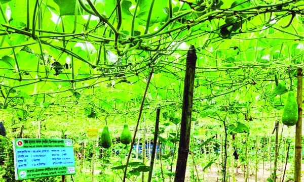 পড়াশোনার পাশাপাশি লাউ চাষে সফল তরুণ শান্ত