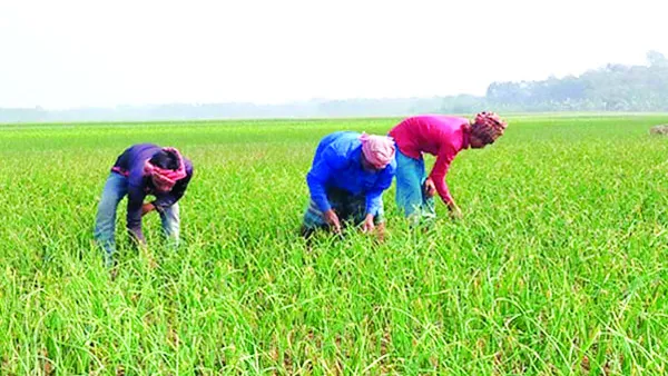 লোকসান গুনছেন চৌগাছার পেঁয়াজ চাষিরা