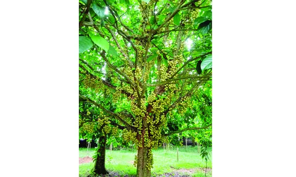 দেশের গণ্ডি পেরিয়ে নরসিংদীর লটকন বিদেশে