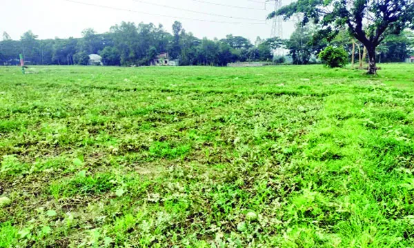মিরসরাইয়ে ভাইরাসে তরমুজ চাষে বিপর্যয়