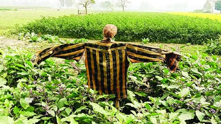 আধুনিক কৃষির যুগেও  টিকে আছে নীরব প্রহরী