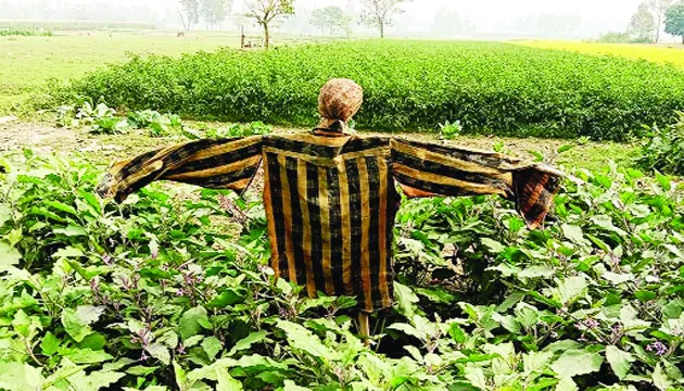 আধুনিক কৃষির যুগেও  টিকে আছে নীরব প্রহরী