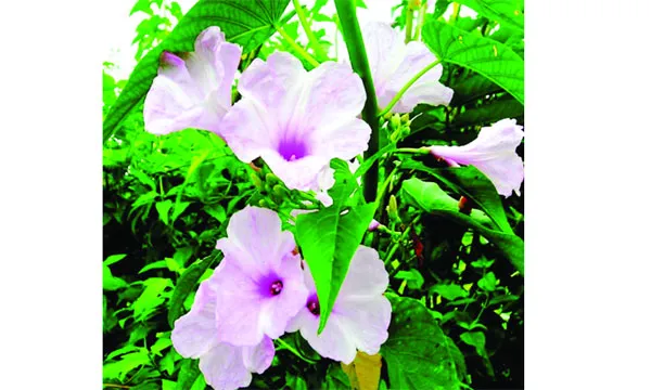 বিলুপ্তির পথে দৃষ্টিনন্দন ঢোল কলমি