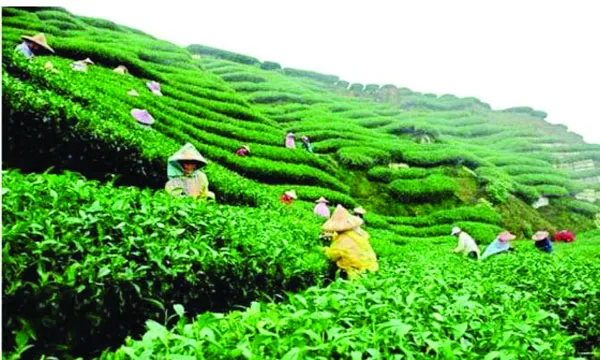 ২০২৫ সালে চা রফতানি কমেছে ৮ লাখ কেজি