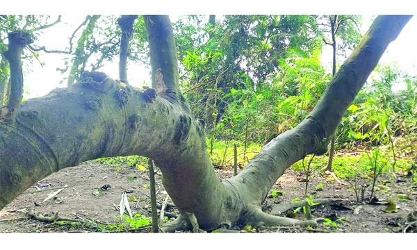 bangla-4
