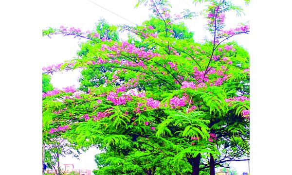 bangla-4