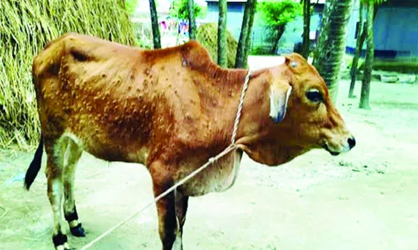 হোসেনপুরে লাম্পিস্কিন রোগের প্রকোপ, ভ্যাকসিন সঙ্কট