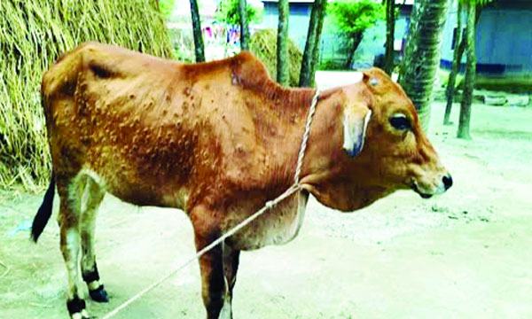 bangla-4