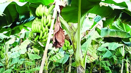 কালীগঞ্জে কলা চাষে নতুন সম্ভাবনার দ্বার উন্মোচন